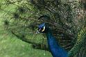 pfau1