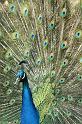 pfau2